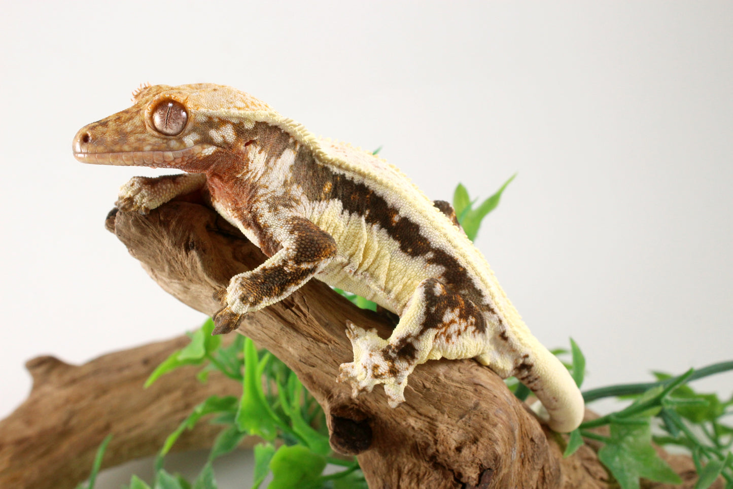 Bold Lily White Crested Gecko
