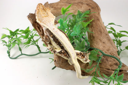 Bold Lily White Crested Gecko
