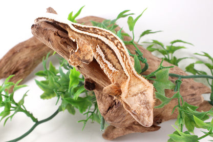 Quad Stripe Crested Gecko