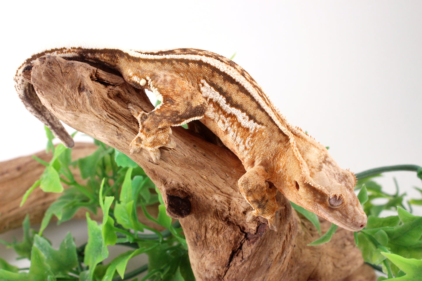 Quad Stripe Crested Gecko