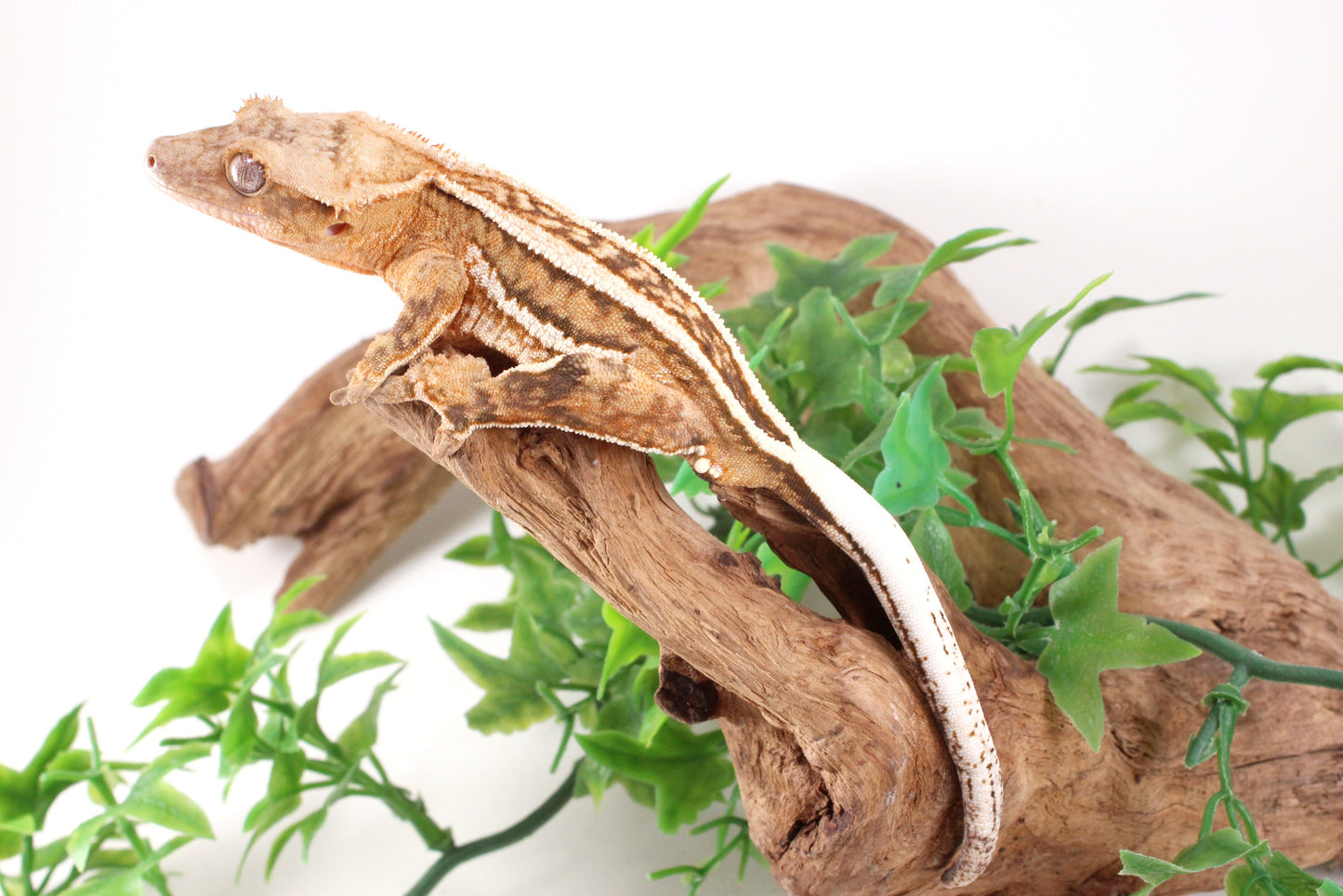 Quad Stripe Crested Gecko