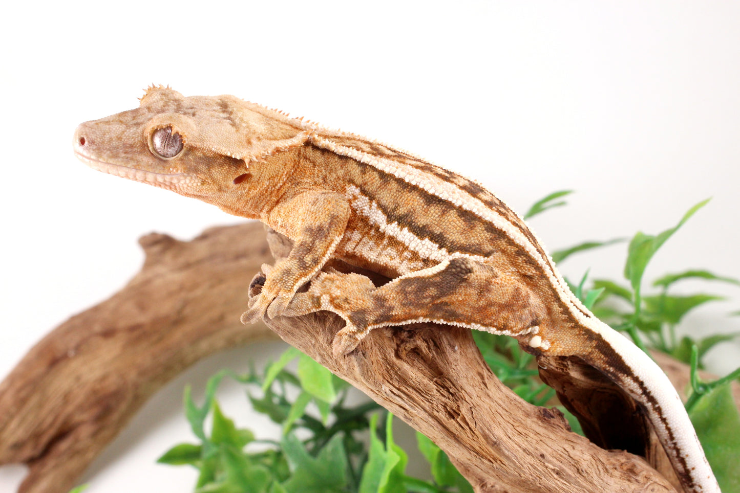 Quad Stripe Crested Gecko
