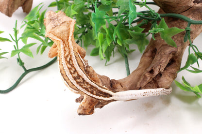 Quad Stripe Crested Gecko