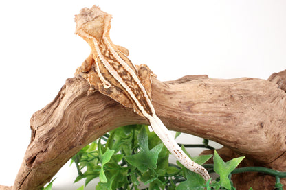 Quad Stripe Crested Gecko
