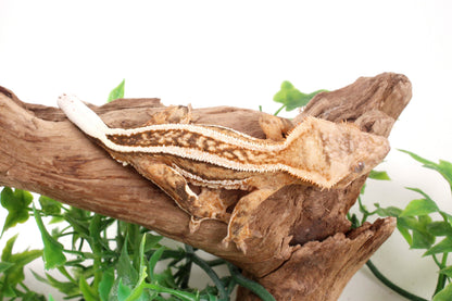 Quad Stripe Crested Gecko