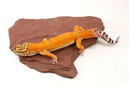 Blood Emerine Leopard Gecko