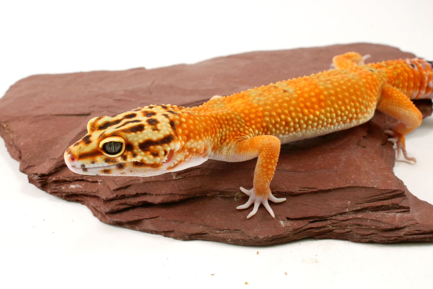 Blood Emerine Leopard Gecko