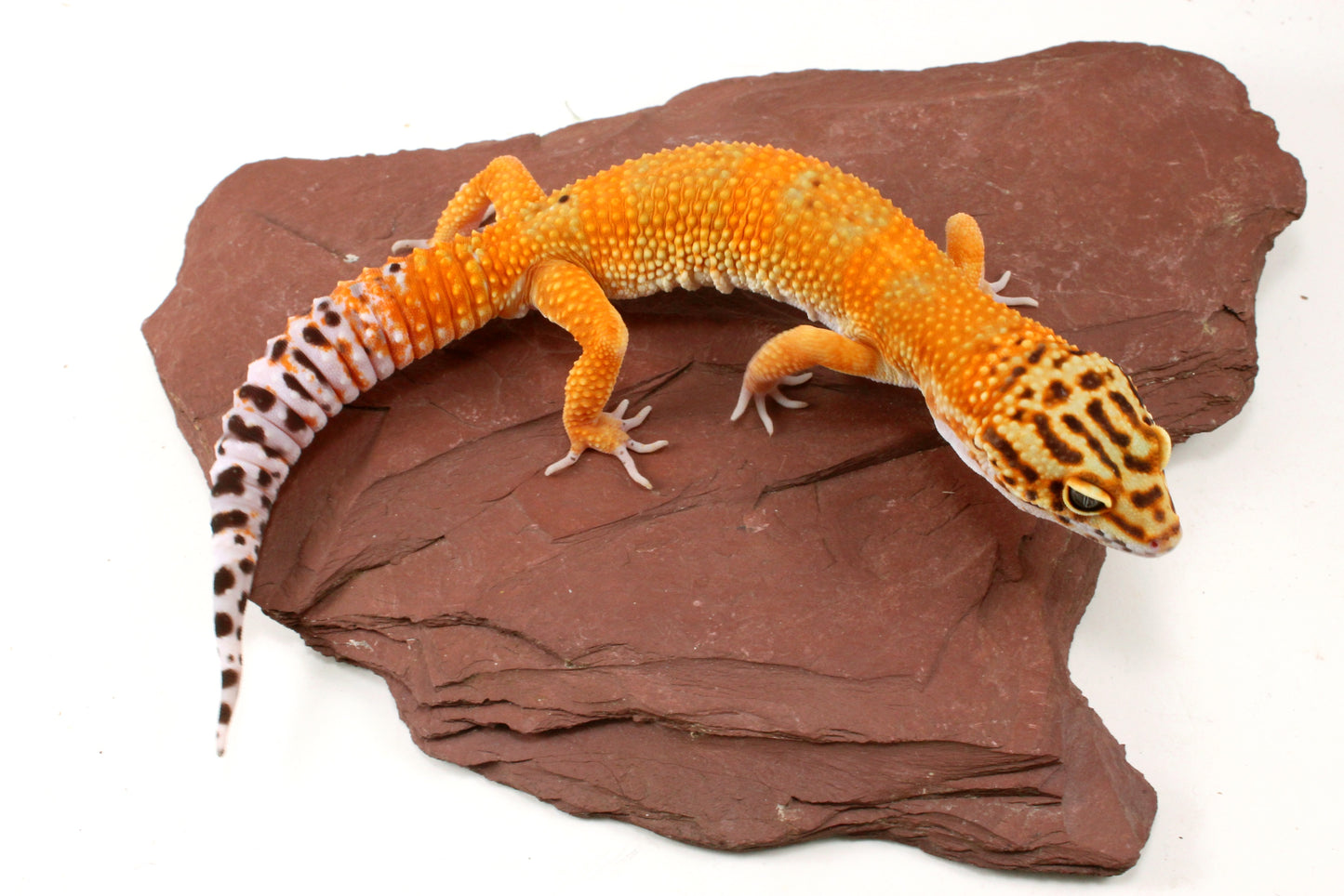Blood Emerine Leopard Gecko