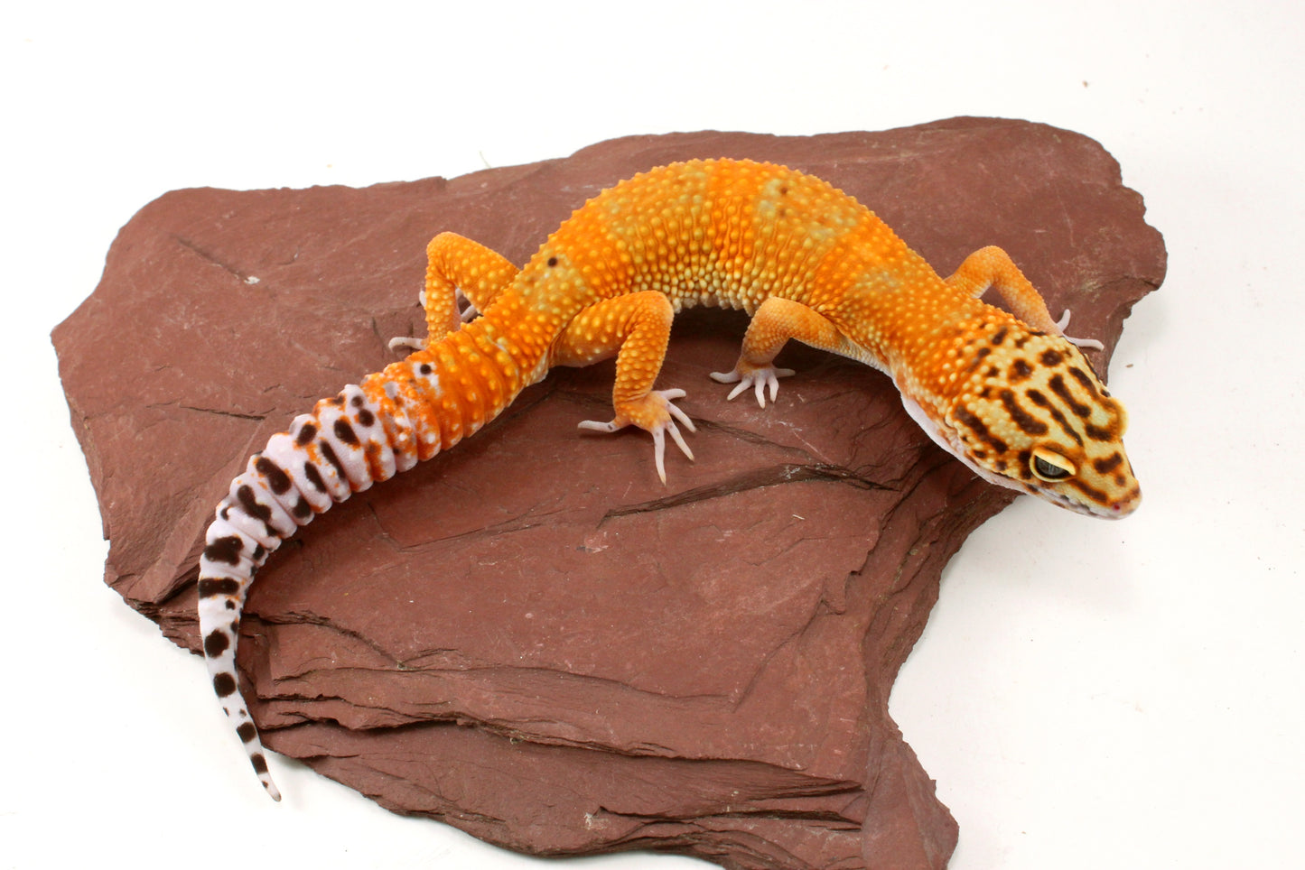 Blood Emerine Leopard Gecko
