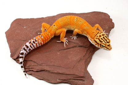 Blood Emerine Leopard Gecko