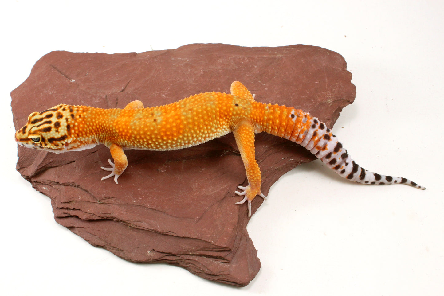 Blood Emerine Leopard Gecko