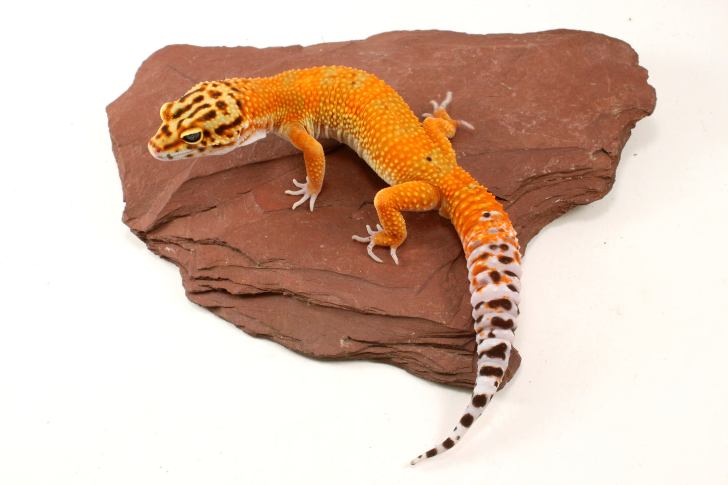 Blood Emerine Leopard Gecko
