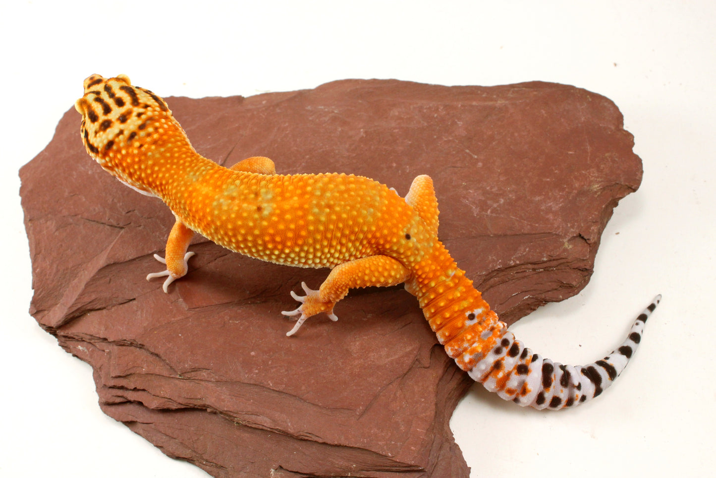 Blood Emerine Leopard Gecko