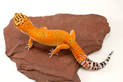 Blood Emerine Leopard Gecko