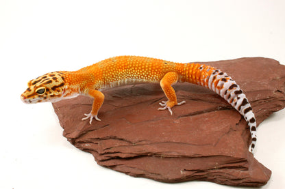 Blood Emerine Leopard Gecko