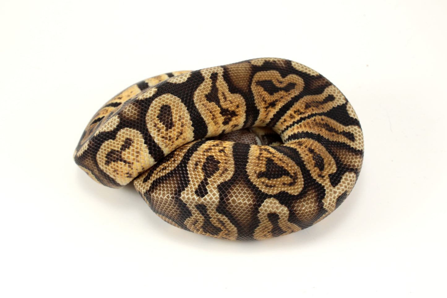 Pastel GHI h. DG Ball Python