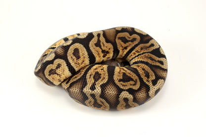 Pastel GHI h. DG Ball Python