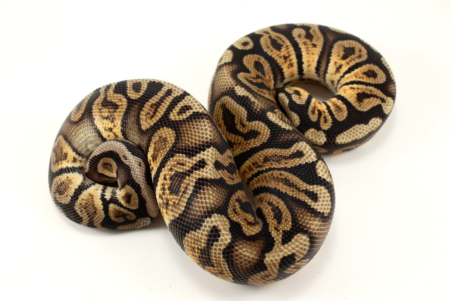 Pastel GHI h. DG Ball Python