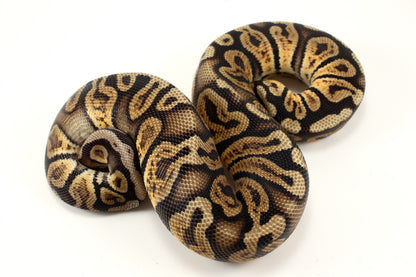 Pastel GHI h. DG Ball Python