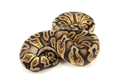 Pastel GHI h. DG Ball Python