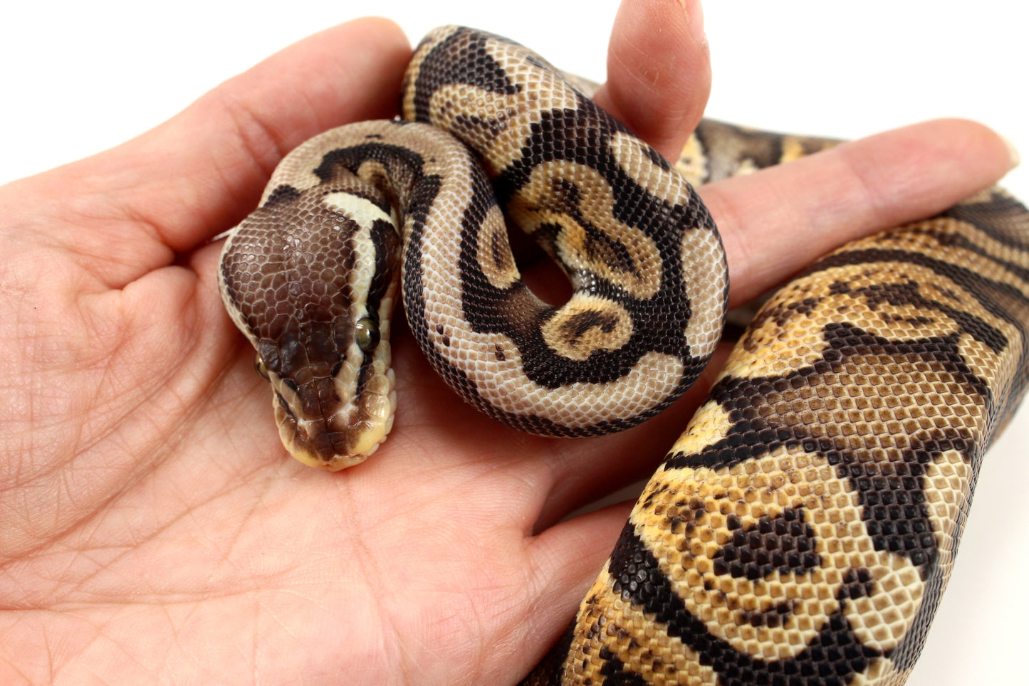 Pastel GHI h. DG Ball Python