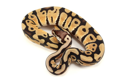 Pastel th DG, Ultramel, Cryptic/Clown Ball Python