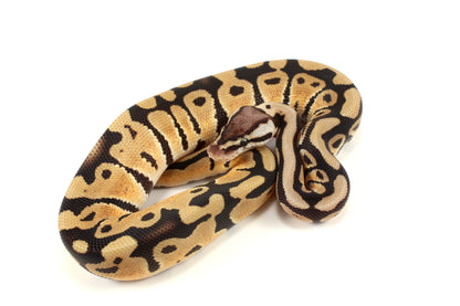 Pastel th DG, Ultramel, Cryptic/Clown Ball Python