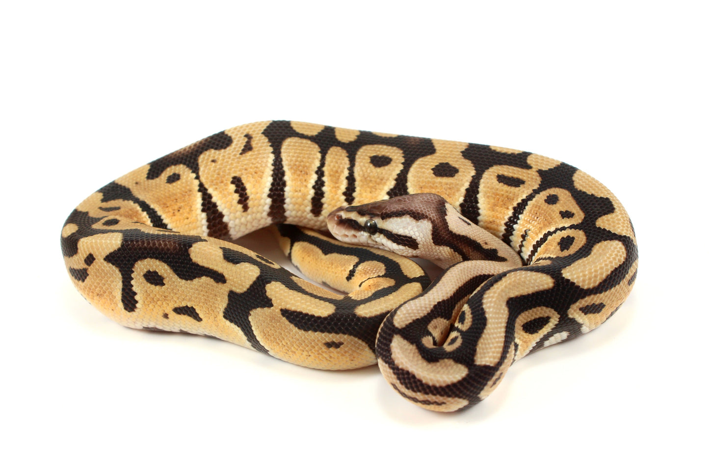 Pastel th DG, Ultramel, Cryptic/Clown Ball Python