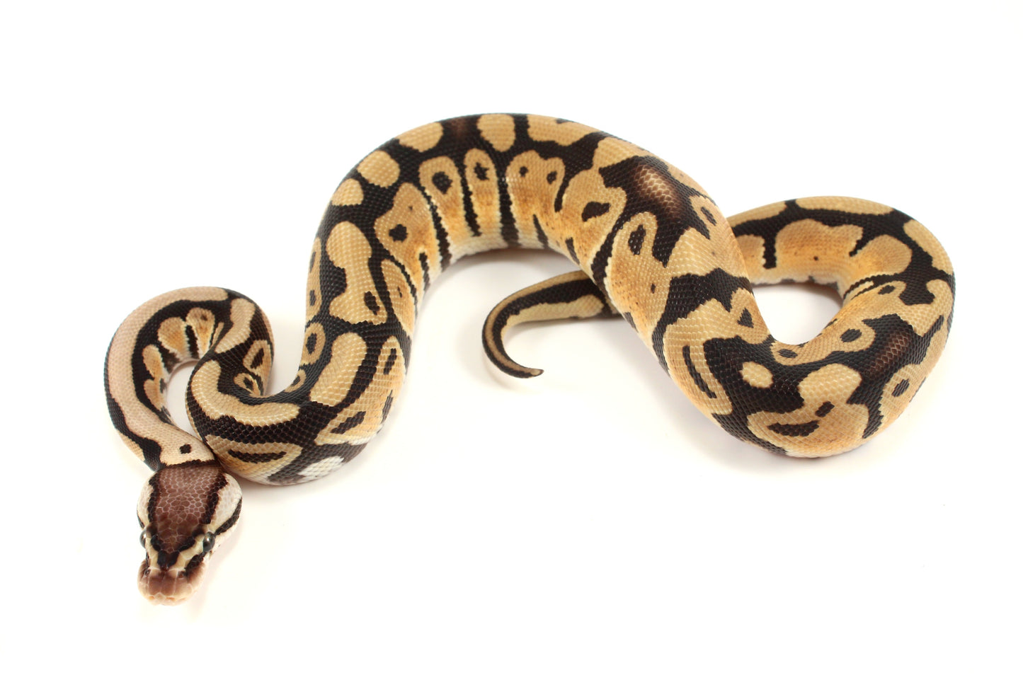 Pastel th DG, Ultramel, Cryptic/Clown Ball Python