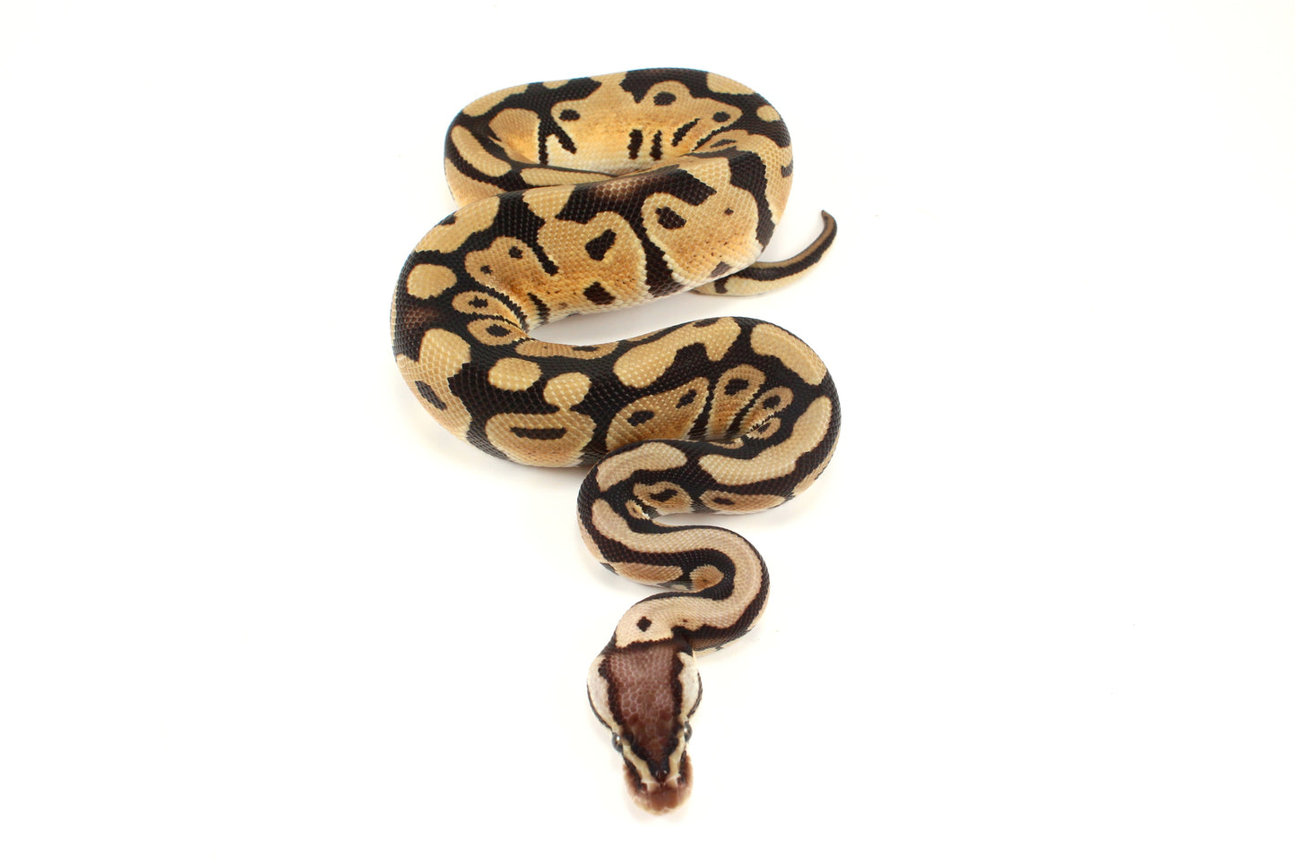 Pastel th DG, Ultramel, Cryptic/Clown Ball Python