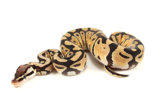 Pastel th DG, Ultramel, Cryptic/Clown Ball Python
