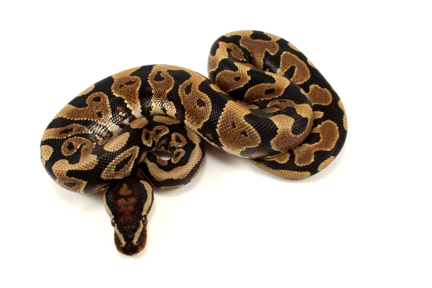 Yellow Belly dh DG Clown/Cryptic Ball Python