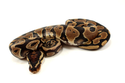 Yellow Belly dh DG Clown/Cryptic Ball Python