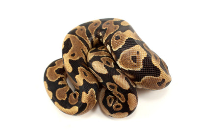 Yellow Belly dh DG Clown/Cryptic Ball Python