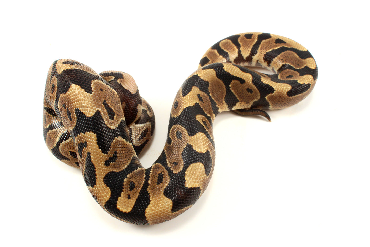 Yellow Belly dh DG Clown/Cryptic Ball Python
