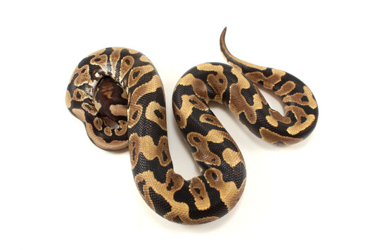Yellow Belly dh DG Clown/Cryptic Ball Python