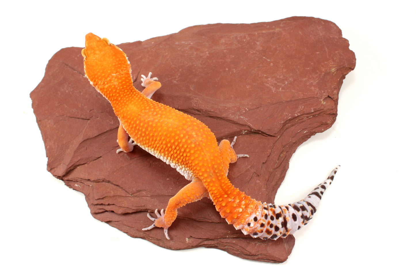 Blood Tangerine Leopard Gecko