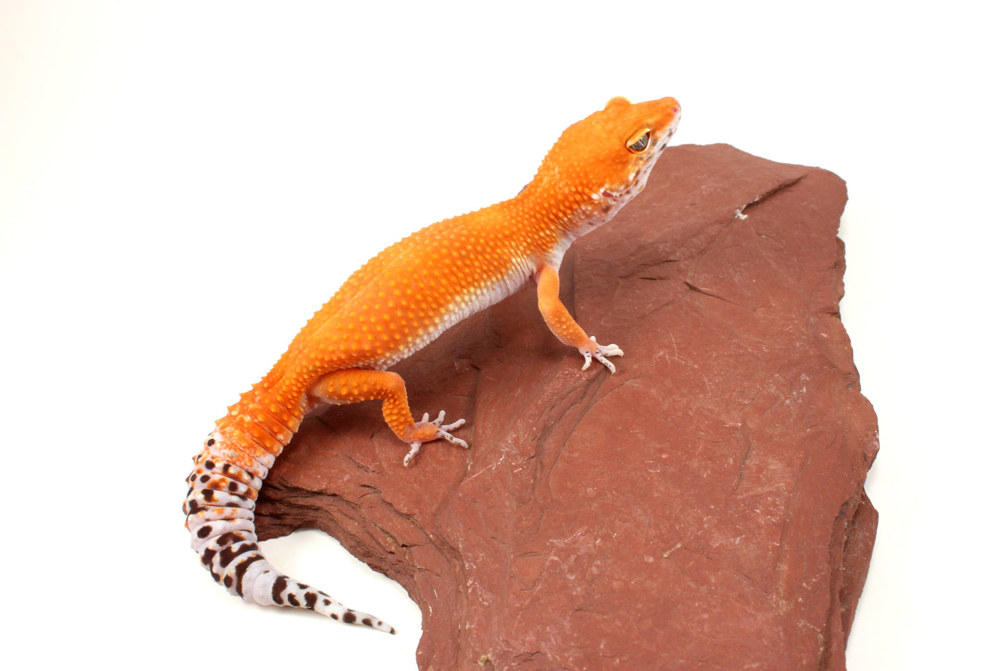 Blood Tangerine Leopard Gecko