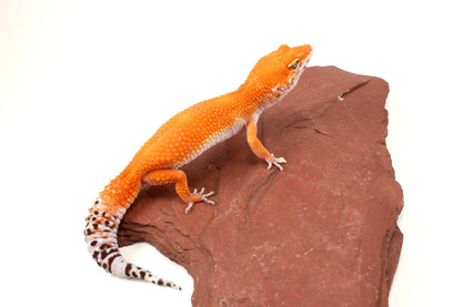 Blood Tangerine Leopard Gecko