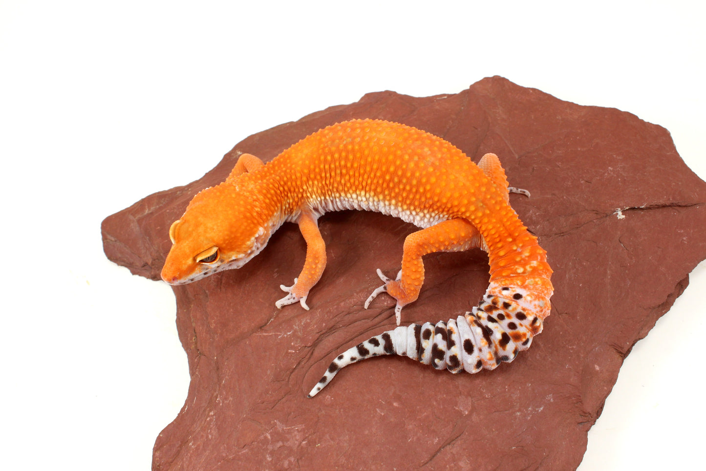Blood Tangerine Leopard Gecko