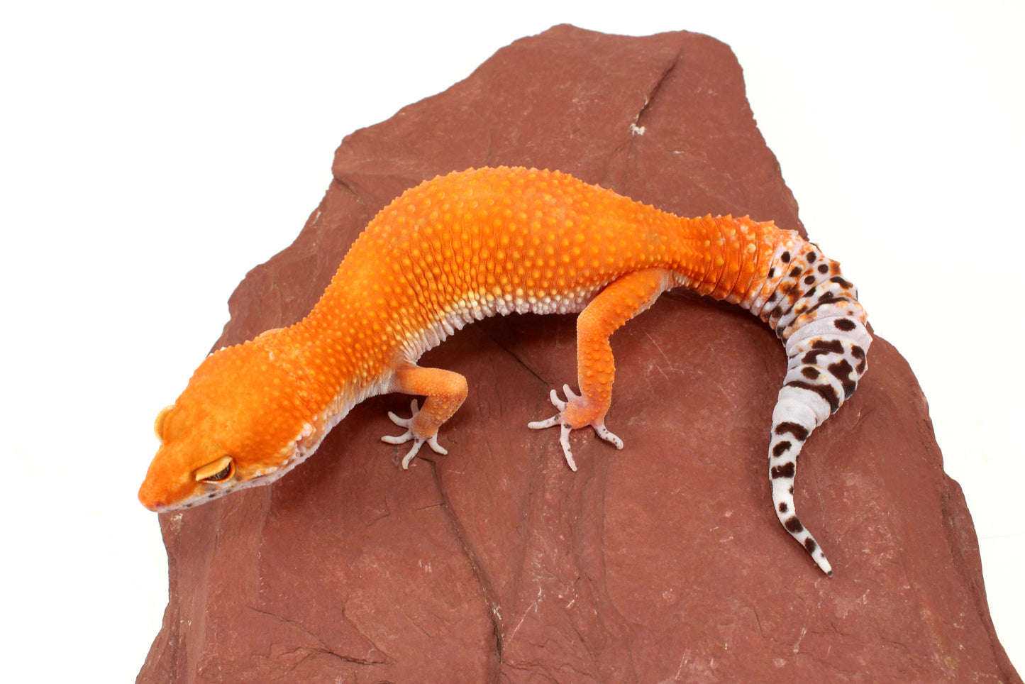Blood Tangerine Leopard Gecko