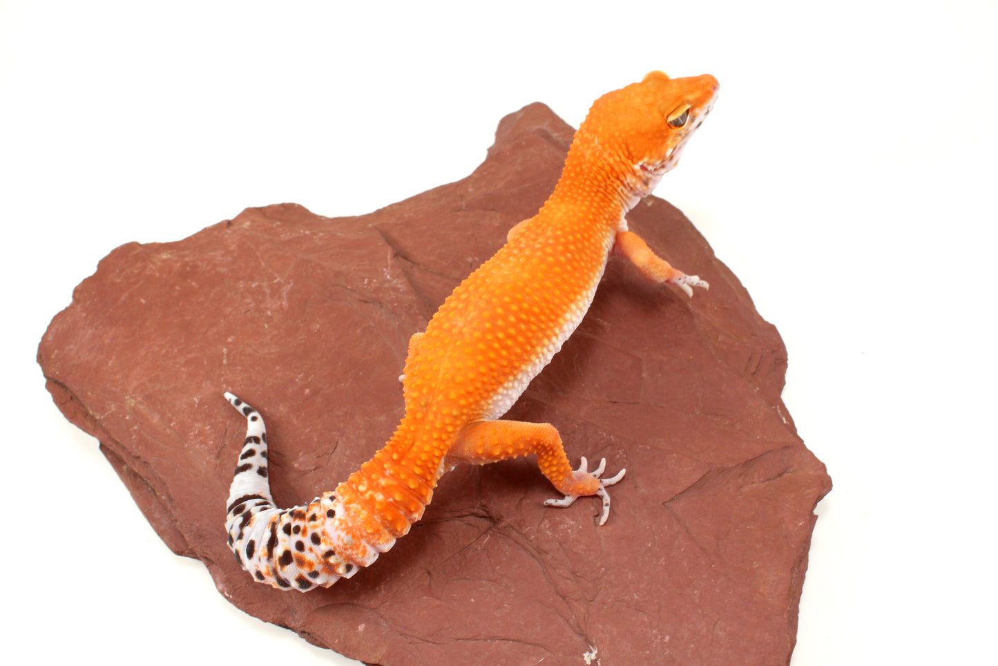 Blood Tangerine Leopard Gecko