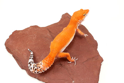 Blood Tangerine Leopard Gecko