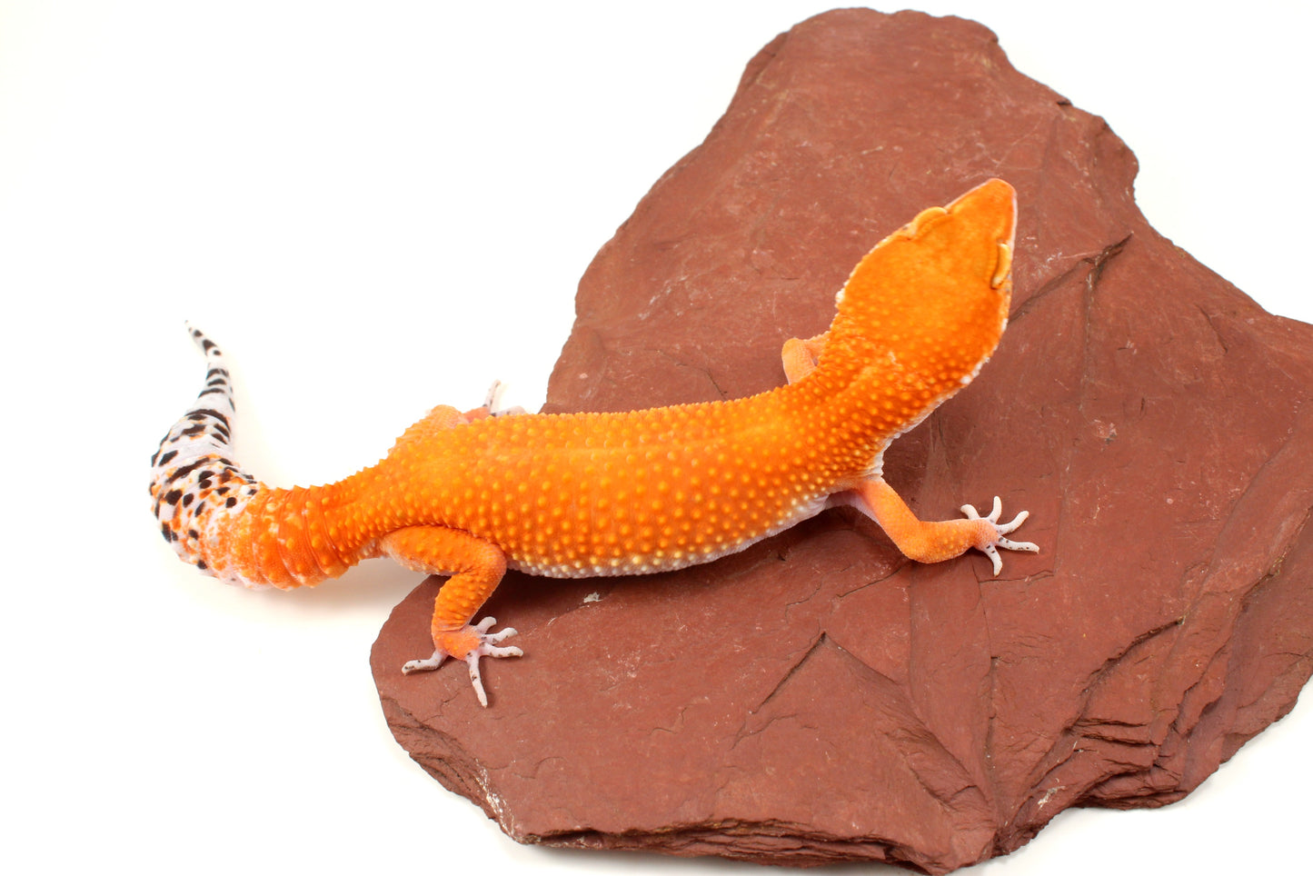 Blood Tangerine Leopard Gecko