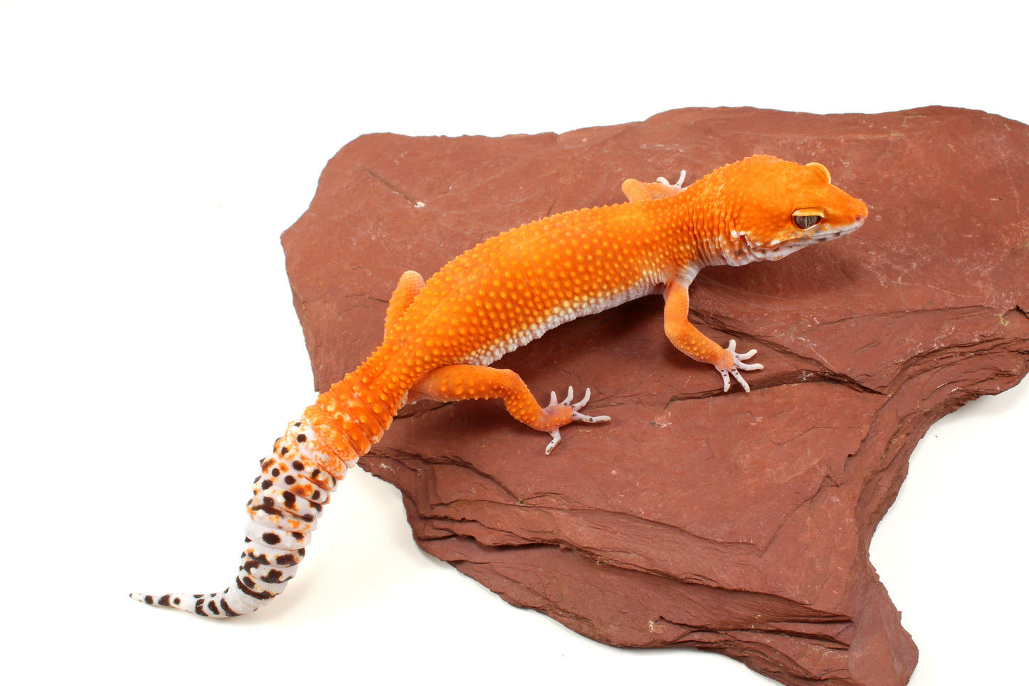 Blood Tangerine Leopard Gecko