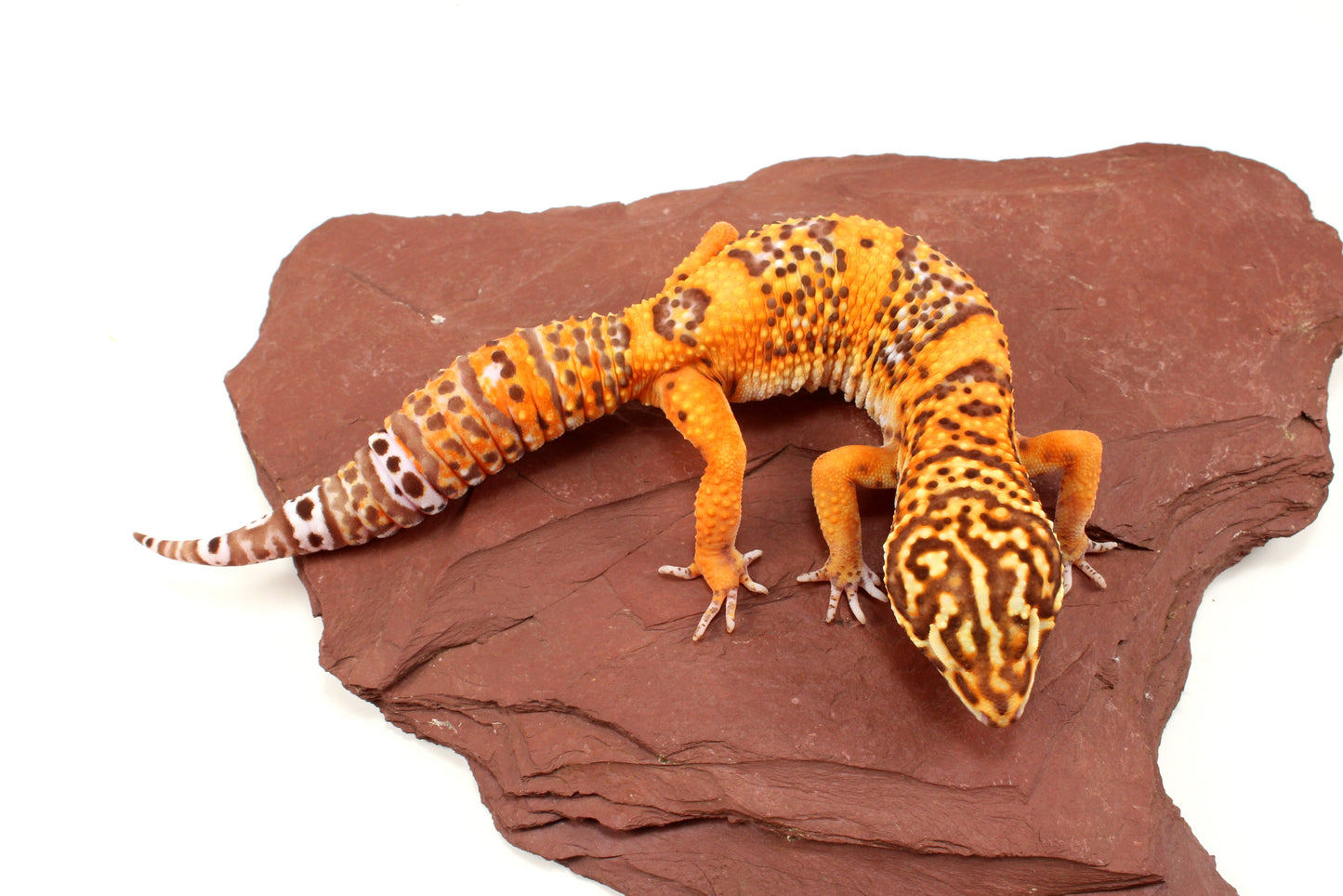 Blood Bell Sunglow Leopard Gecko