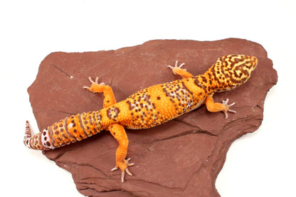 Blood Bell Sunglow Leopard Gecko