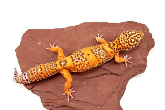 Blood Bell Sunglow Leopard Gecko