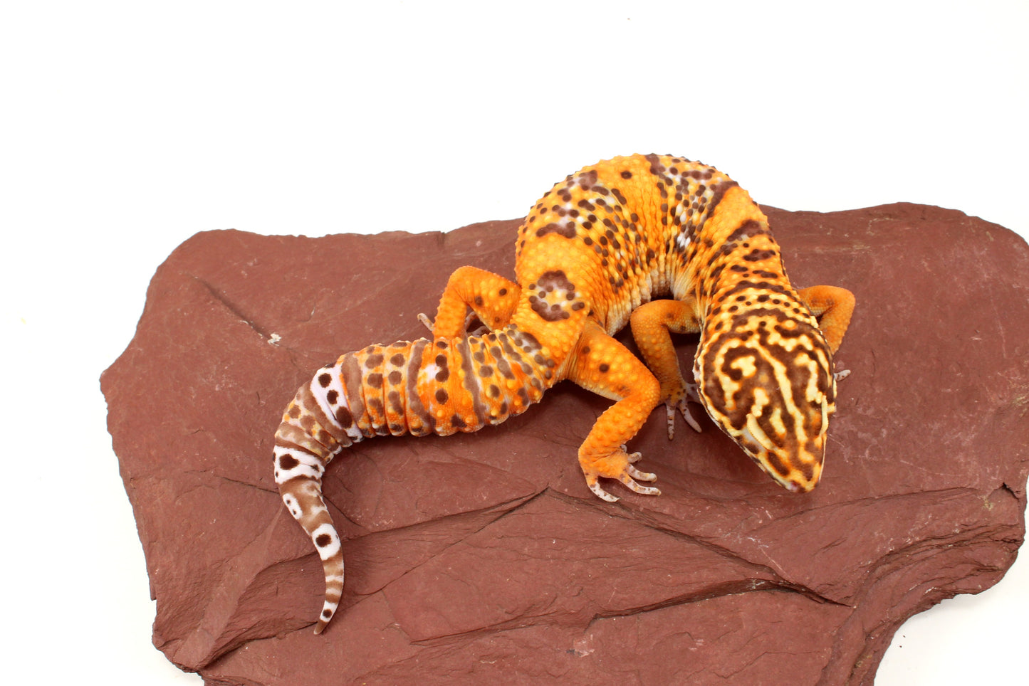 Blood Bell Sunglow Leopard Gecko