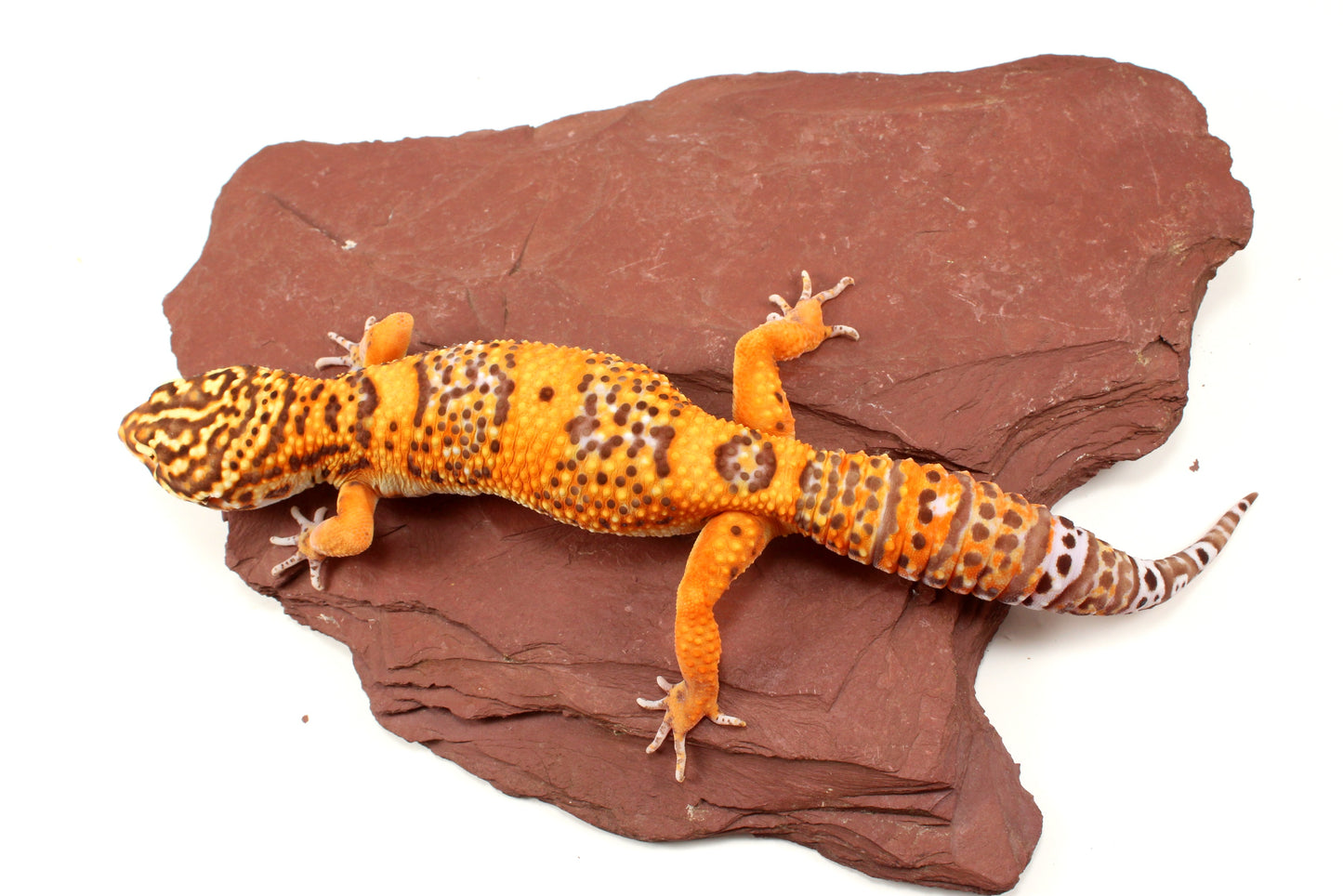 Blood Bell Sunglow Leopard Gecko
